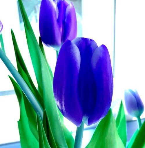Frühling in blau